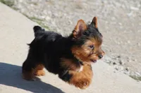 Betty, a female Yorkshire Terrier for sale in Sedalia, MO – Photo 5 of 5