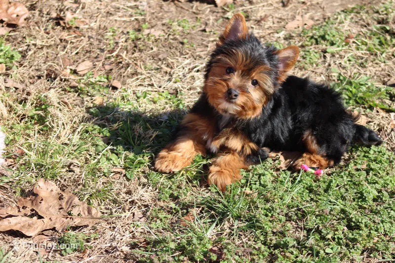 Betty – Yorkshire Terrier puppy for sale in Sedalia, MO