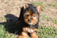Betty, a female Yorkshire Terrier for sale in Sedalia, MO – Photo 3 of 5