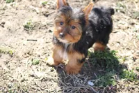 Betty, a female Yorkshire Terrier for sale in Sedalia, MO – Photo 4 of 5