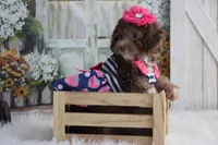 SARA-on sale, a female Poodle - Miniature  for sale in Sedalia, MO – 4 of 4