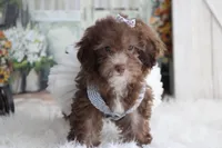 SASHA-on sale , a female Poodle - Miniature  for sale in Sedalia, MO – 1 of 4