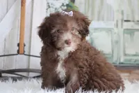 SASHA-on sale , a female Poodle - Miniature  for sale in Sedalia, MO – 3 of 4