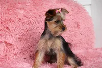 Patricia, a female Yorkshire Terrier for sale in Sedalia, MO – 2 of 6