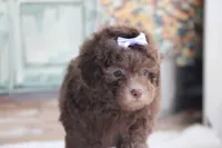 SASHA, a female Poodle - Miniature  for sale in Sedalia, MO – 2 of 4
