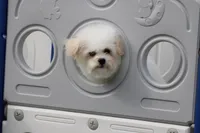 Teddy, a male Maltipoo for sale in Sedalia, MO – Photo 7 of 7