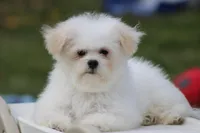 Teddy, a male Maltipoo for sale in Sedalia, MO – Photo 2 of 7