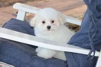 Teddy, a male Maltipoo for sale in Sedalia, MO – Photo 2 of 4