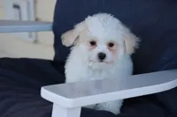 Teddy, a male Maltipoo for sale in Sedalia, MO – Photo 3 of 4