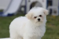 Teddy, a male Maltipoo for sale in Sedalia, MO – Photo 6 of 7