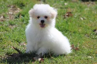 Teddy, a male Maltipoo for sale in Sedalia, MO – Photo 3 of 7