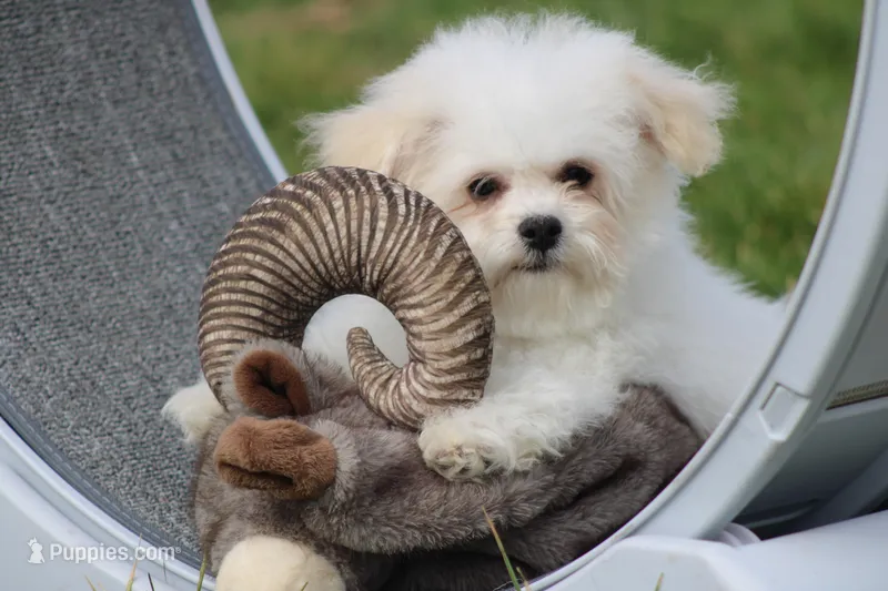 Teddy – Maltipoo puppy for sale in Sedalia, MO