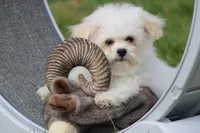 Teddy, a male Maltipoo for sale in Sedalia, MO – Photo 1 of 7