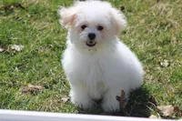 Teddy, a male Maltipoo for sale in Sedalia, MO – Photo 4 of 7