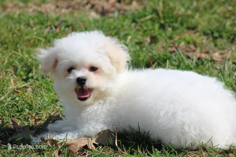 Teddy – Maltipoo puppy for sale in Sedalia, MO