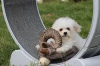 Teddy, a male Maltipoo for sale in Sedalia, MO – Photo 5 of 7
