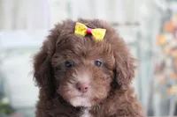 SASHA, a female Poodle - Miniature  for sale in Sedalia, MO – 2 of 4