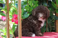 MAVERICK, a male Poodle - Toy  for sale in Sedalia, MO – 2 of 4