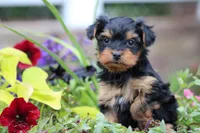 Tiffany, a female Yorkshire Terrier for sale in Sedalia, MO – 5 of 6