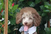 MICKEY, a male Poodle - Toy  for sale in Sedalia, MO – 3 of 4