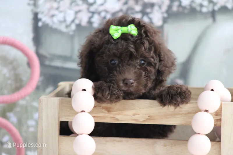 LISA – Poodle - Toy  puppy for sale in Sedalia, MO