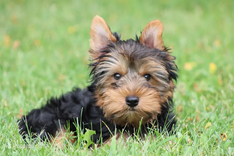 Sammy – Yorkshire Terrier puppy for sale in Sedalia, MO