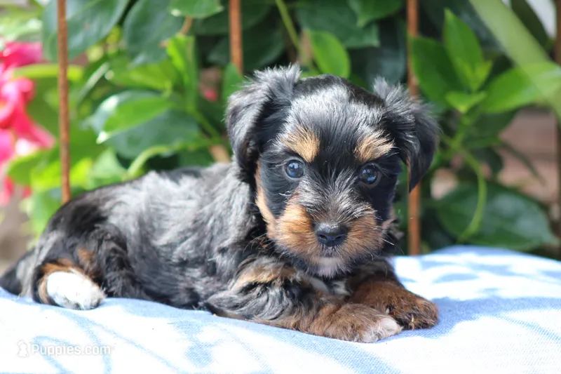 Gavin – Yorkshire Terrier puppy for sale in Sedalia, MO