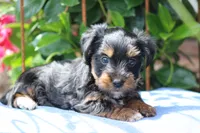 Gavin, a male Yorkshire Terrier for sale in Sedalia, MO – 1 of 8