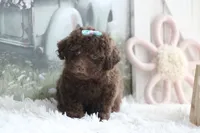 LUNA, a female Poodle - Toy  for sale in Sedalia, MO – 2 of 5