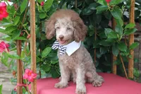 MICKEY, a male Poodle - Toy  for sale in Sedalia, MO – 2 of 4