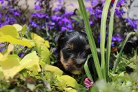 Theo, a male Yorkshire Terrier for sale in Sedalia, MO – 9 of 9