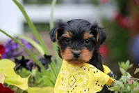Tiffany, a female Yorkshire Terrier for sale in Sedalia, MO – 2 of 6