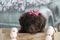 Lori, a female Poodle - Toy  for sale in Sedalia, MO – 2 of 4