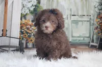 Samantha -on sale , a female Poodle - Miniature  for sale in Sedalia, MO – 4 of 4