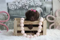 Lori, a female Poodle - Toy  for sale in Sedalia, MO – 4 of 4