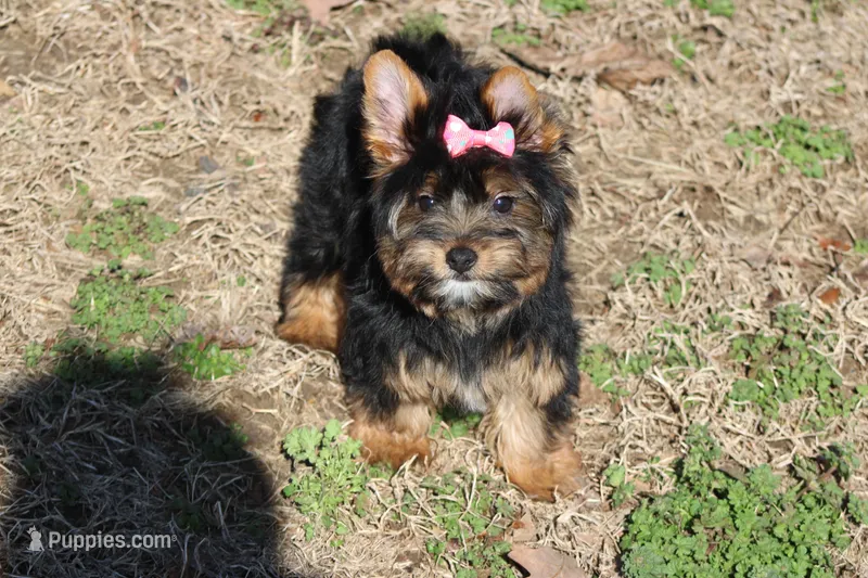 Jenny – Yorkshire Terrier puppy for sale in Sedalia, MO