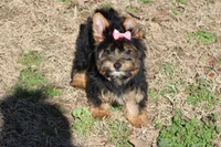 Jenny, a female Yorkshire Terrier for sale in Sedalia, MO – Photo 1 of 5