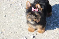 Jenny, a female Yorkshire Terrier for sale in Sedalia, MO – Photo 5 of 5