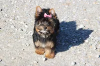 Jenny, a female Yorkshire Terrier for sale in Sedalia, MO – Photo 3 of 5