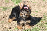 Jenny, a female Yorkshire Terrier for sale in Sedalia, MO – Photo 2 of 5