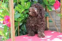 MAX, a male Poodle - Toy  for sale in Sedalia, MO – 4 of 4