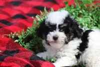 Gavin, a male Maltipoo for sale in Sedalia, MO – Photo 5 of 5