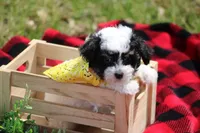 Gavin, a male Maltipoo for sale in Sedalia, MO – Photo 1 of 5