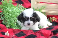 Gavin, a male Maltipoo for sale in Sedalia, MO – Photo 3 of 5