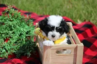 Gavin, a male Maltipoo for sale in Sedalia, MO – Photo 2 of 5