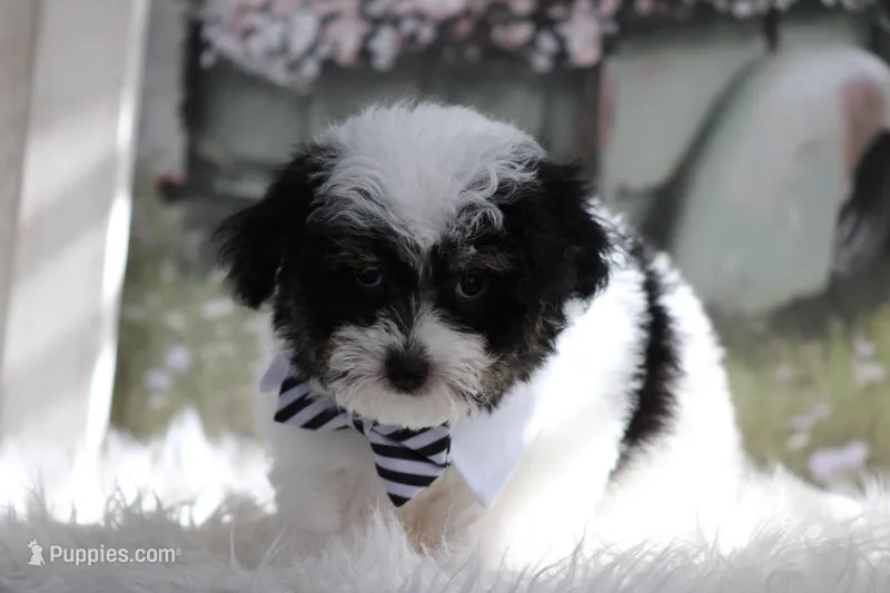 Gavin – Maltipoo puppy for sale in Sedalia, MO