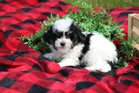 Gavin, a male Maltipoo for sale in Sedalia, MO – Photo 4 of 5