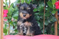 Gavin, a male Yorkshire Terrier for sale in Sedalia, MO – 2 of 3