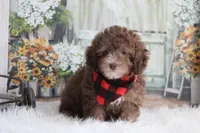 Sammy-on sale, a male Poodle - Miniature  for sale in Sedalia, MO – 1 of 5