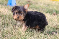 Willow, a female Yorkshire Terrier for sale in Sedalia, MO – Photo 6 of 7